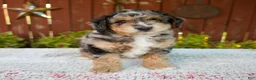 Mini Bernedoodle dogs for sale: Nate - Ad 1
