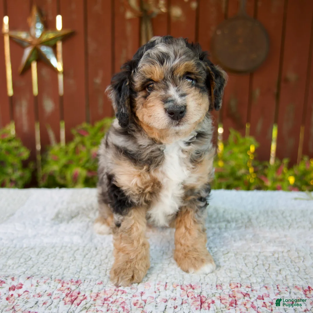 Mini Bernedoodle dogs for sale: Nate - Ad 1