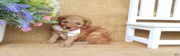 Miniature Poodle dogs for sale: Oliver - Ad 3