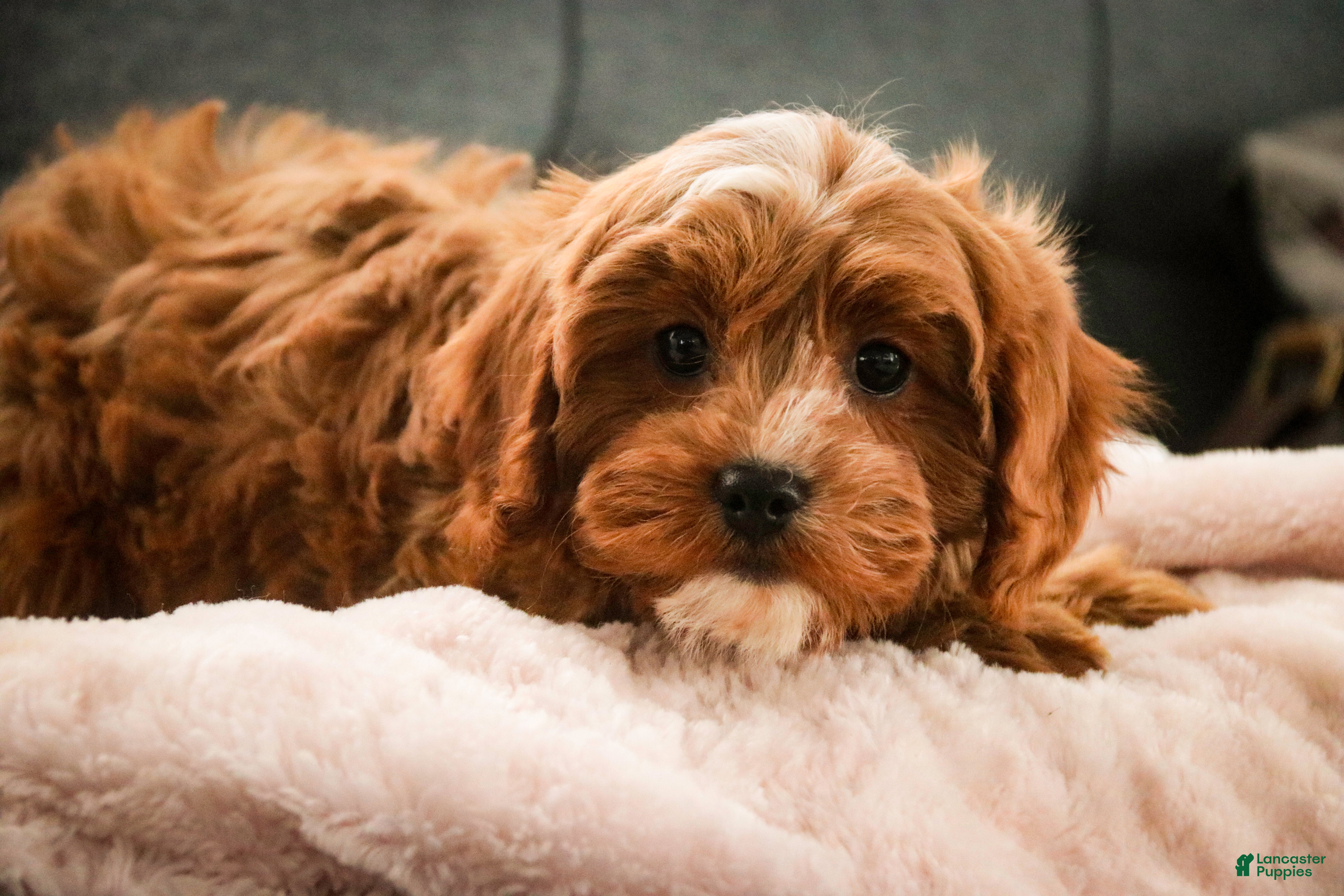 Cavapoo dogs for sale: Kit - Ad 1