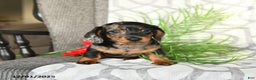 Miniature Dachshund dogs for sale: Justin - Ad 3