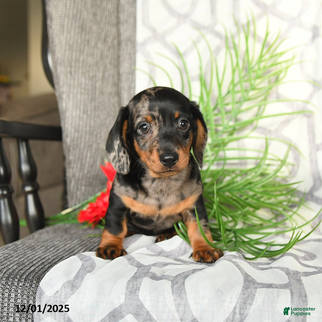 Miniature Dachshund dogs for sale: Justin - Ad 3