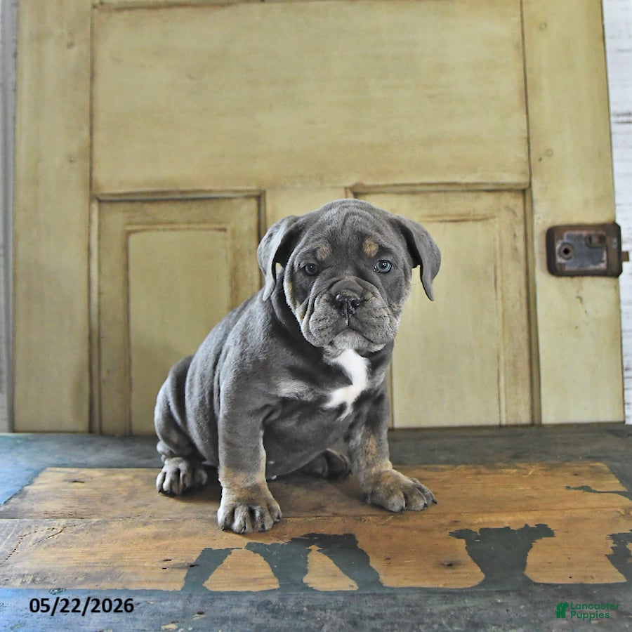English Bulldog dogs Cocoa - Ad 1