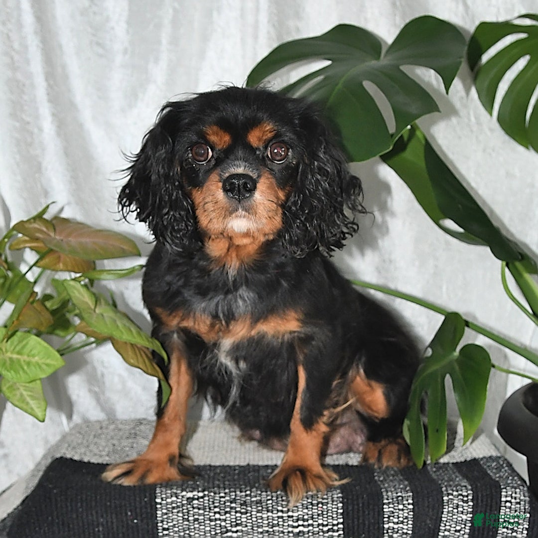 Cavalier King Charles Spaniel dogs for sale: Holly - Ad 6