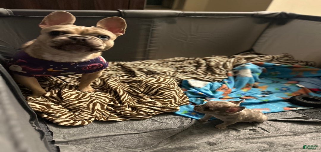 Gallery Image {{count}}