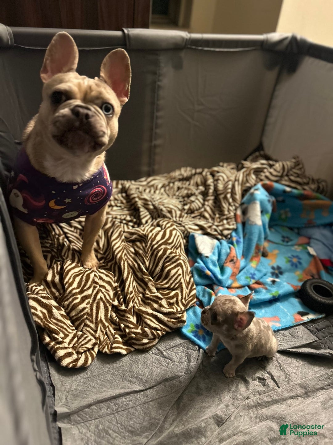 Gallery Image {{count}}