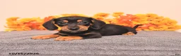 Miniature Dachshund dogs for sale: Ralph - Ad 1