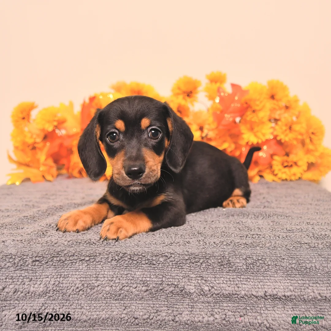 Miniature Dachshund dogs for sale: Ralph - Ad 1
