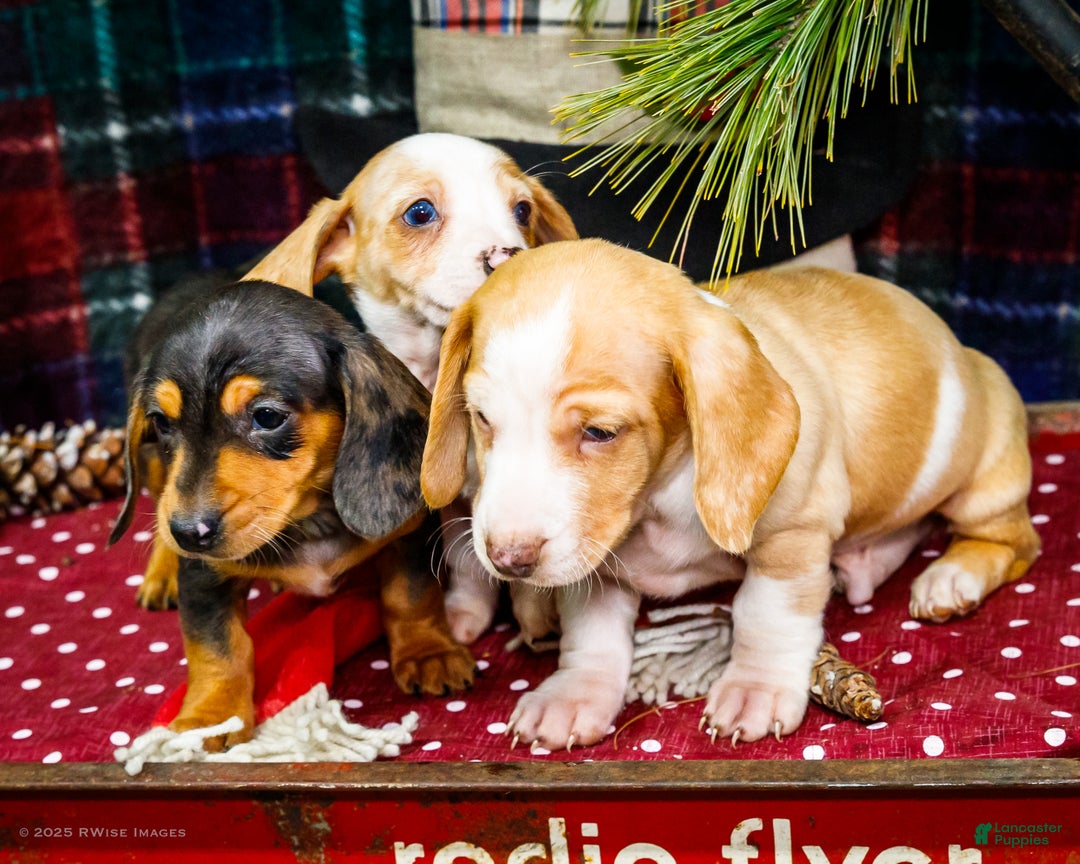 Miniature Dachshund dogs for sale: Sadie - Ad 14