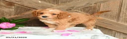 Mini Goldendoodle dogs for sale: Jackie - Ad 2