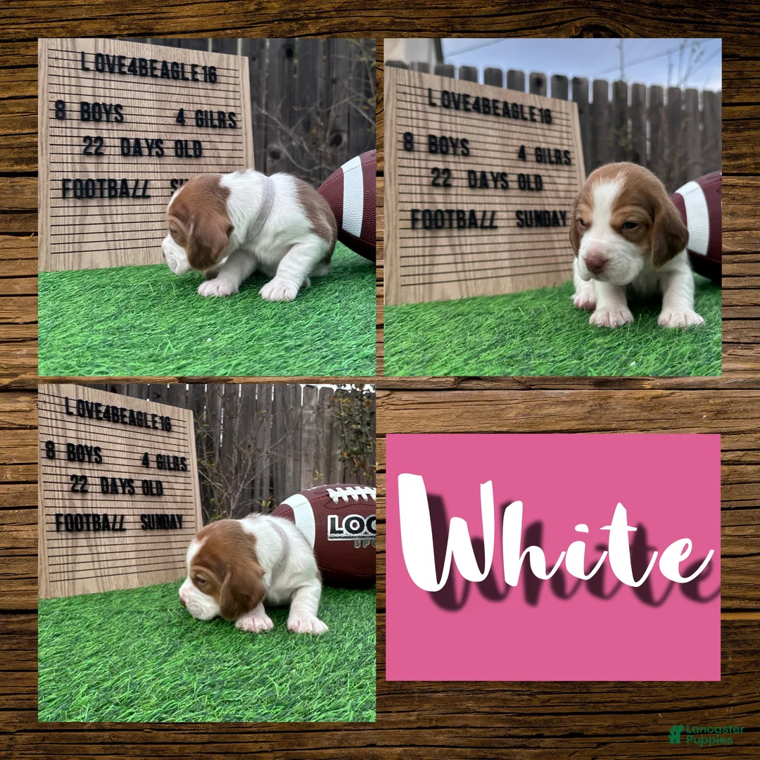 Beagle dogs for sale: Beagle Puppy 10 - Ad 1