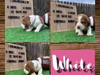 Beagle dogs Beagle Puppy 10 - Ad 18