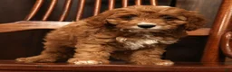 Cavapoo dogs for sale: Fern - Ad 6