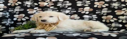 Mixed Breed dogs for sale: Monte - Ad 3