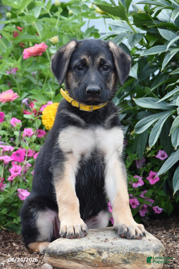 German Shepherd dogs Betty - Ad 1