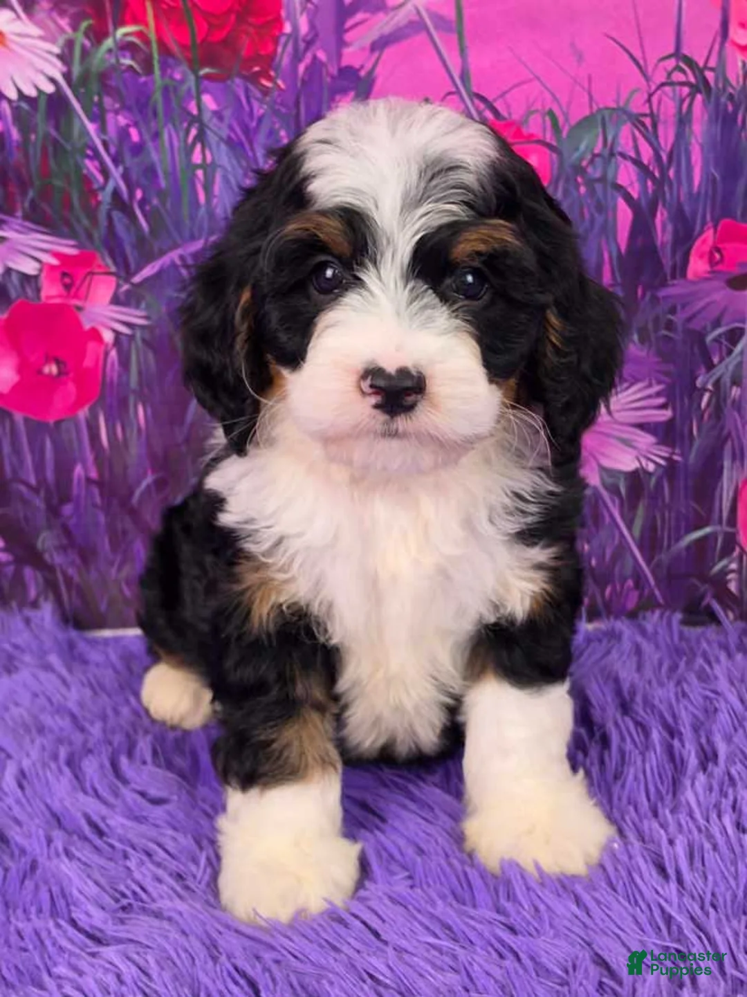 Mini Bernedoodle dogs for sale: Pongo - Ad 2