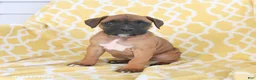 Boxer dogs for sale: Archie - Ad 1