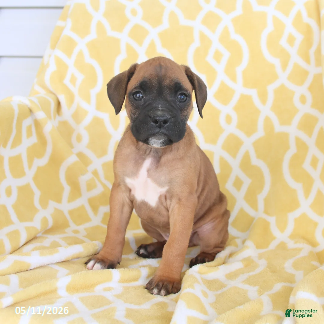 Boxer dogs for sale: Archie - Ad 1