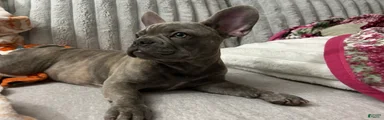 French Bulldog 2