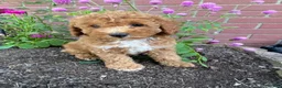 Miniature Poodle dogs for sale: Hazel - Ad 5