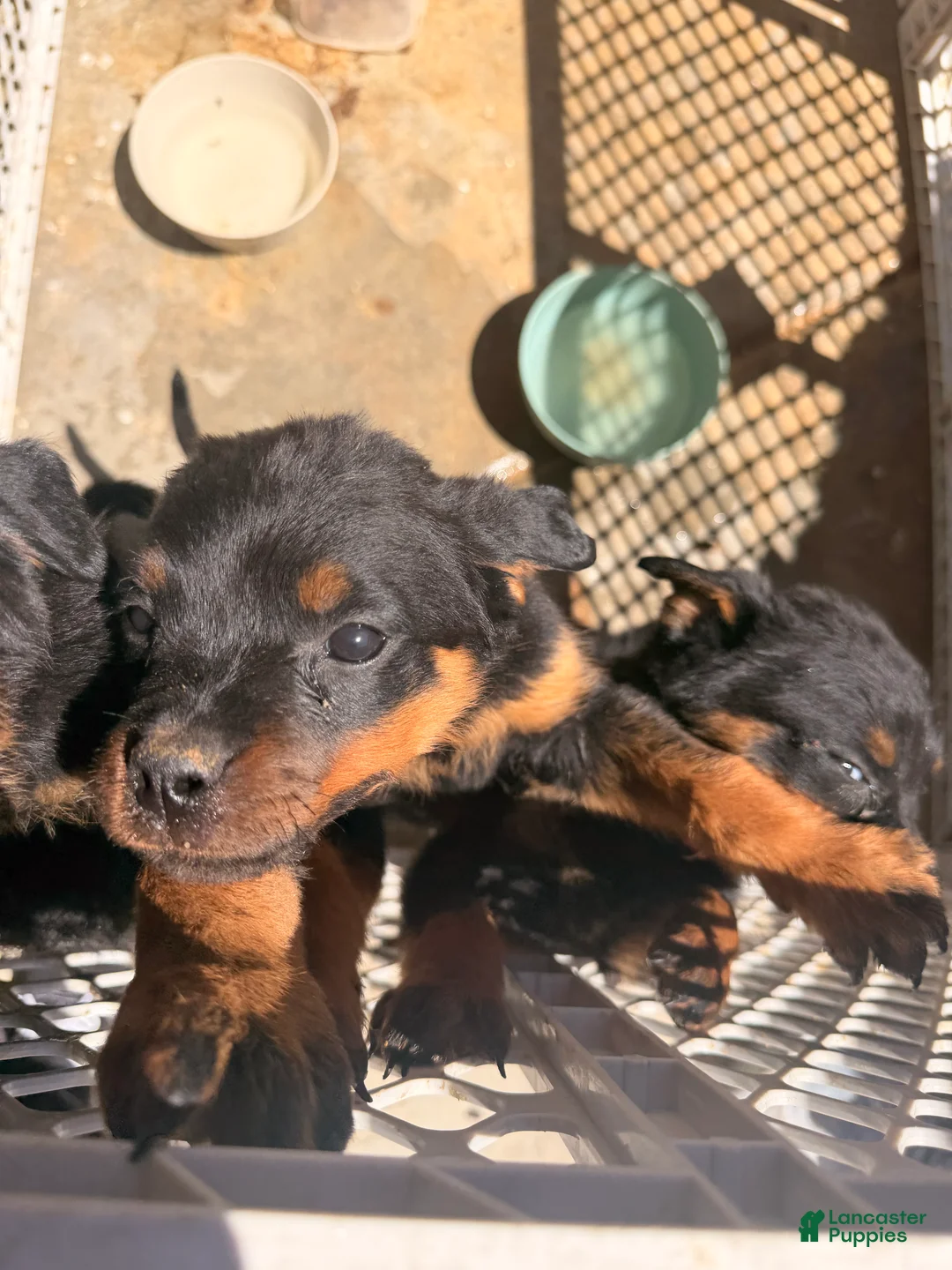 Rottweiler dogs for sale: Rottweiler 2 - Ad 2