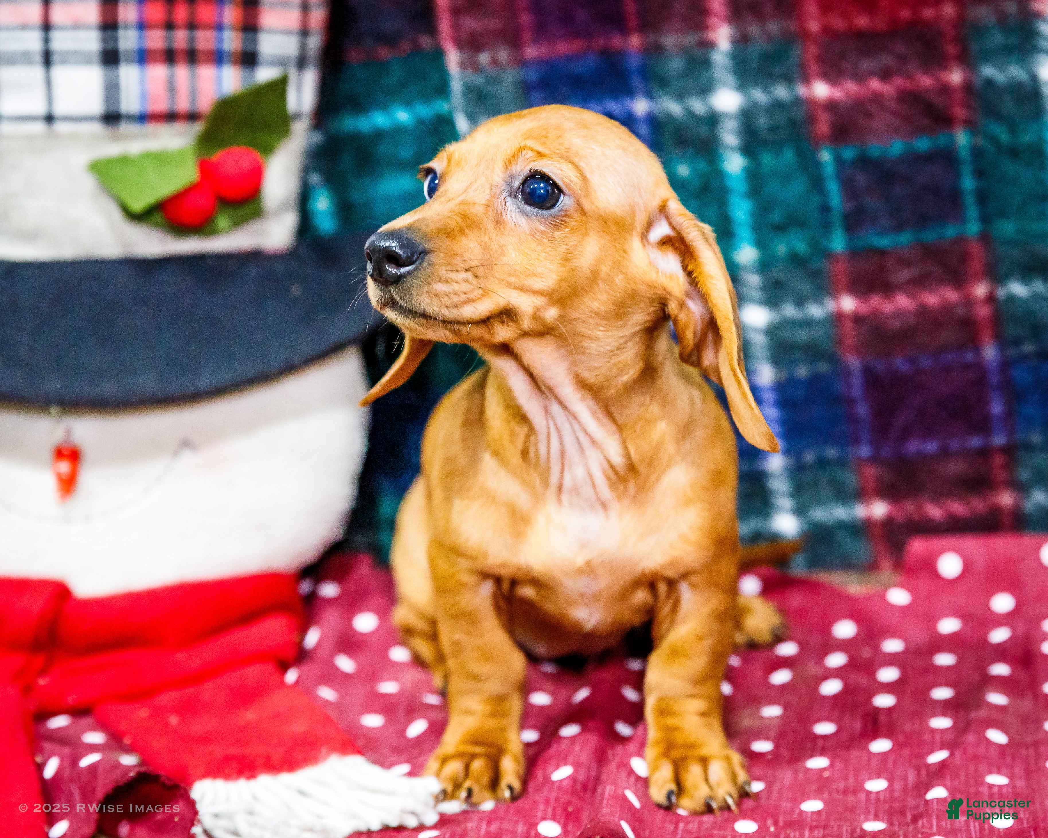 Miniature Dachshund dogs Ursala - Ad 34