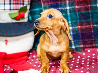 Miniature Dachshund dogs Ursala - Ad 34