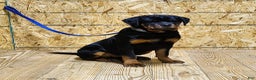 Rottweiler dogs for sale: Becky  - Ad 6