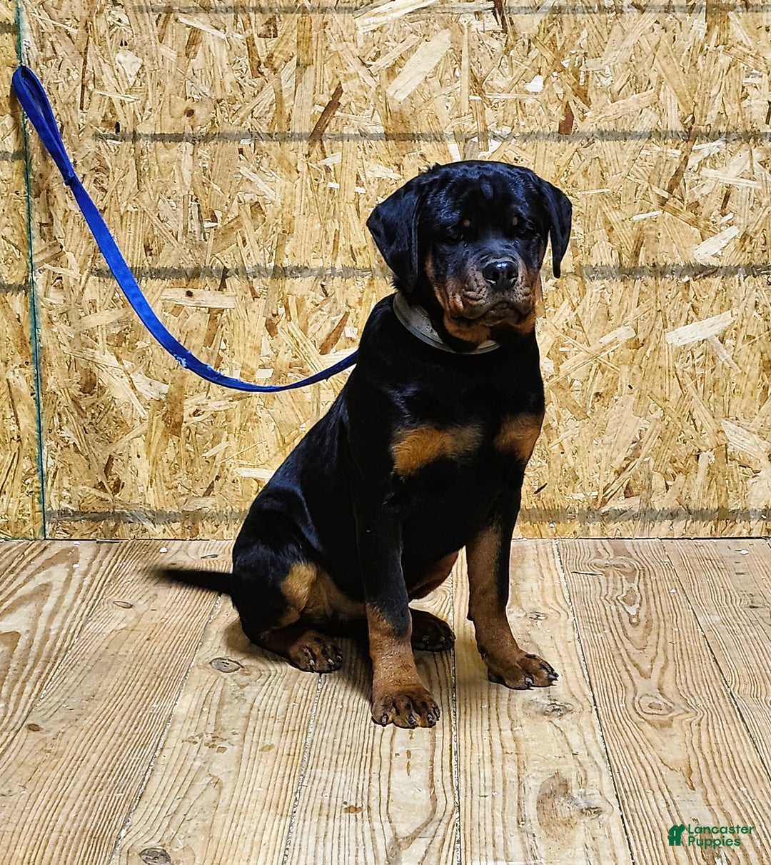 Rottweiler dogs for sale: Becky  - Ad 6