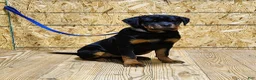 Rottweiler dogs for sale: Becky  - Ad 6