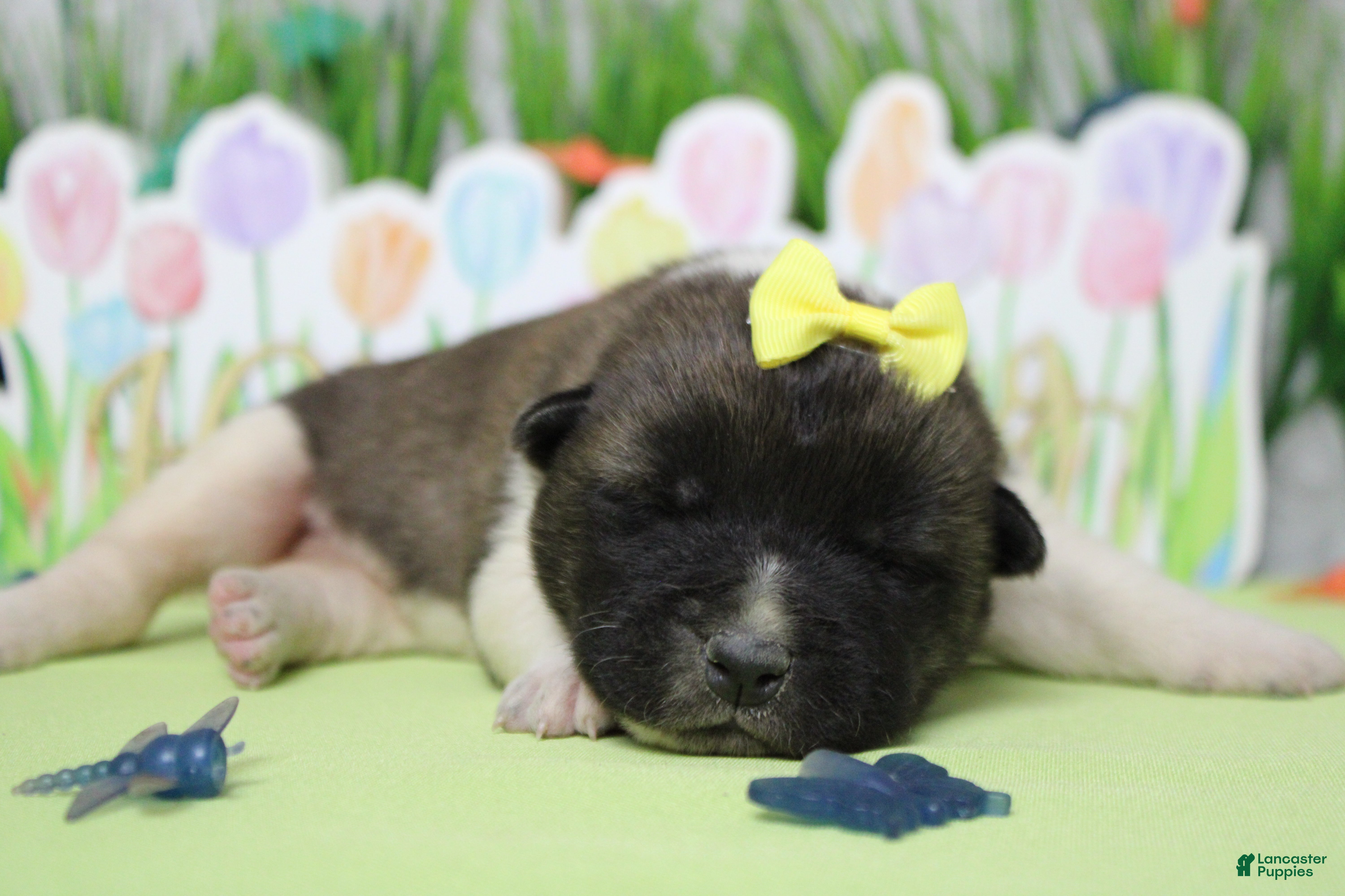 Akita dogs Honey  - Ad 1