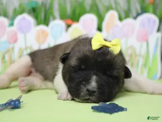 Akita dogs Honey - Ad 1