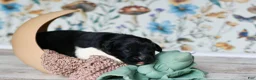 Newfoundland dogs for sale: Luigi - Ad 3