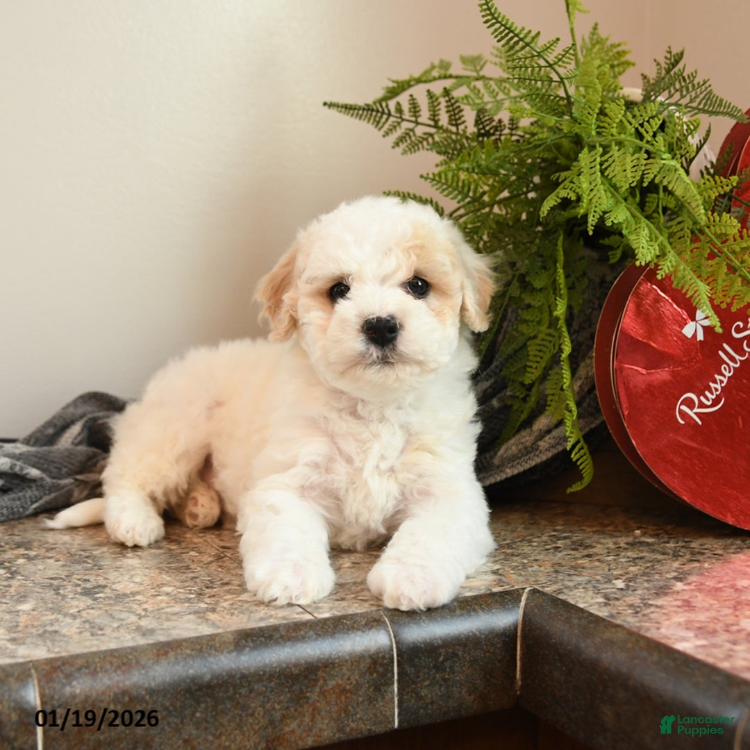 Bichpoo dogs for sale: Muffin - Ad 3