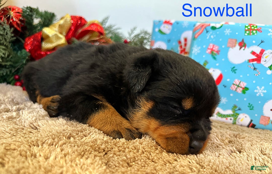 Rottweiler dogs for sale: Snowball - Ad 2