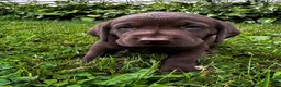 Labrador Retriever dogs for sale: Chicory - Ad 4