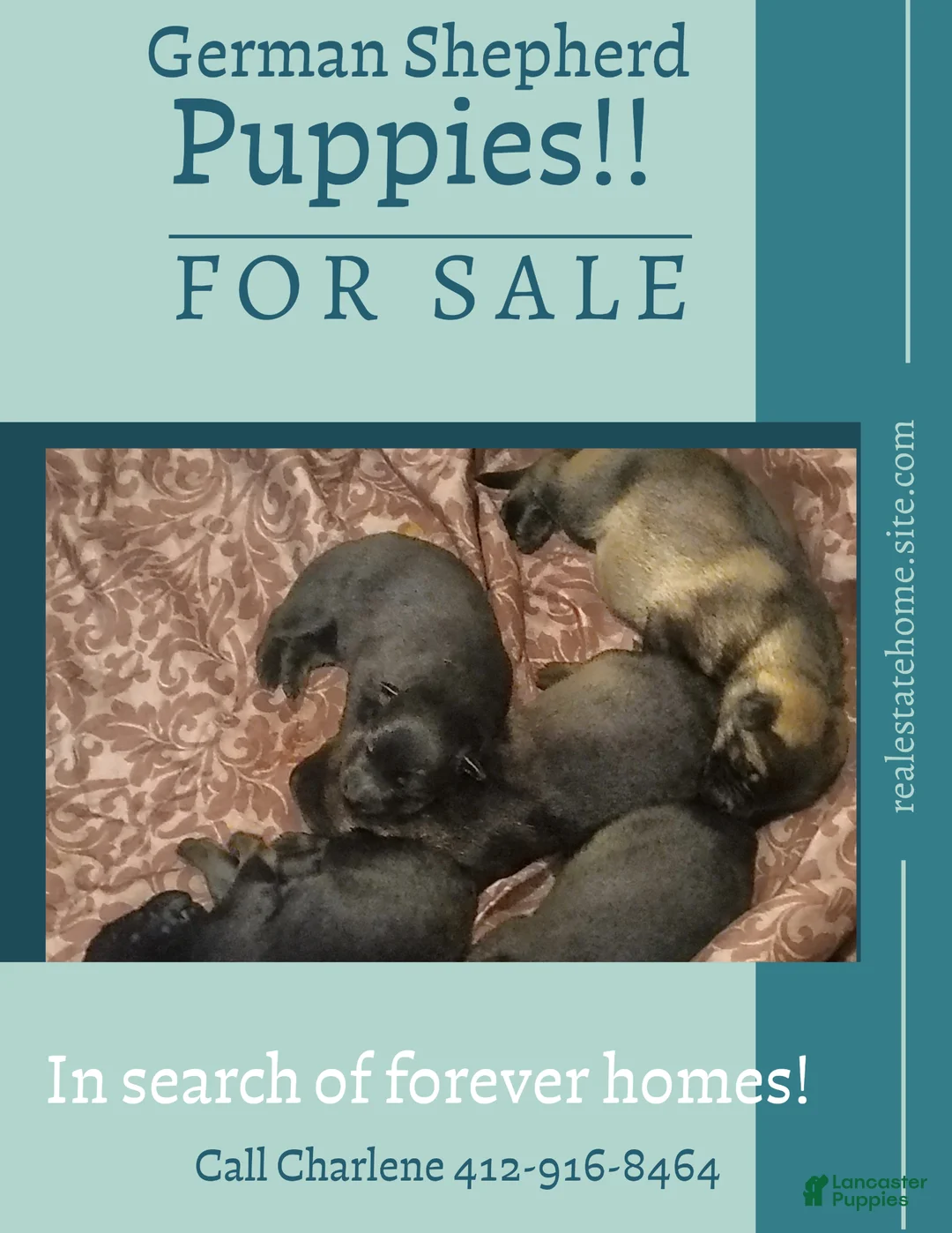 German Shepherd dogs for sale: German Shepherd Puppy 4 - Ad 1
