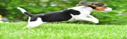 Beagle dogs for sale: Bella - Ad 7