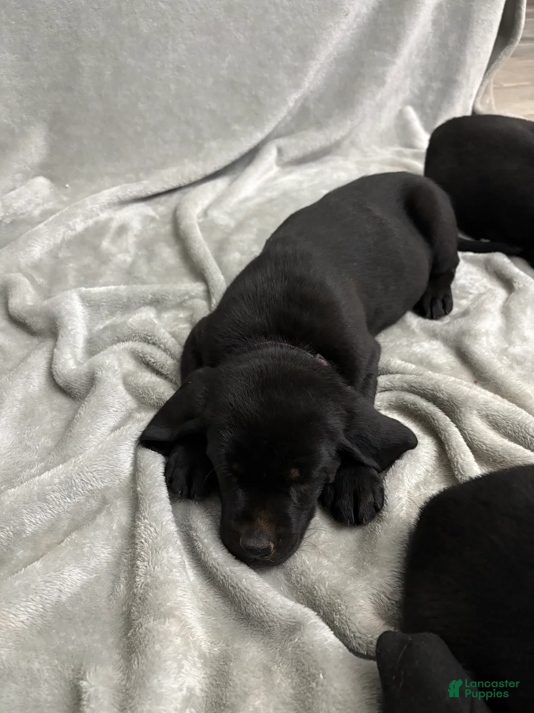 Labrador Retriever dogs for sale: Labrador Retriever Puppy 6 - Ad 1