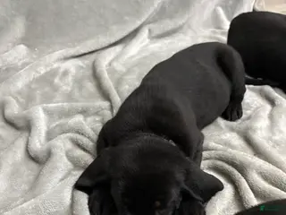 Labrador Retriever dogs Labrador Retriever Puppy 6 - Ad 13