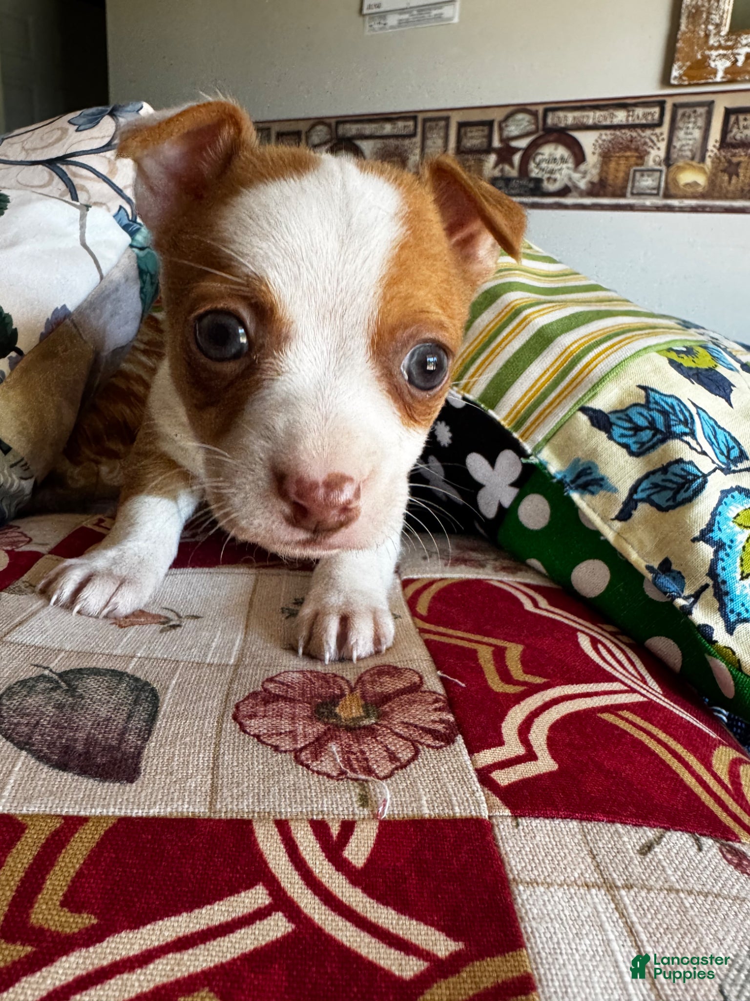 Chihuahua dogs for sale: Chihuahua Puppy 2 - Ad 2