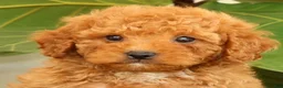 Cavapoo dogs for sale: Austin - Ad 9