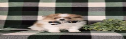 Pomeranian dogs for sale: Miles - Ad 4