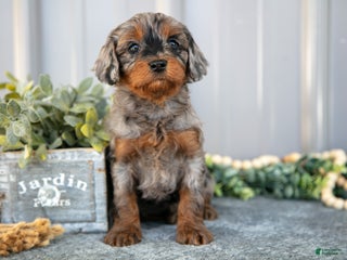 Cavapoo dogs - Ad 8
