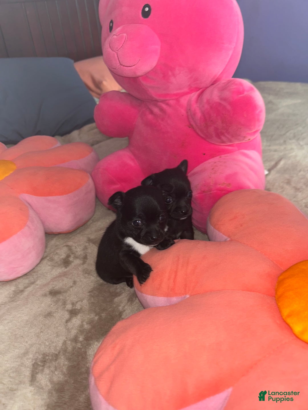 Chihuahua dogs for sale: Gordo - Ad 12