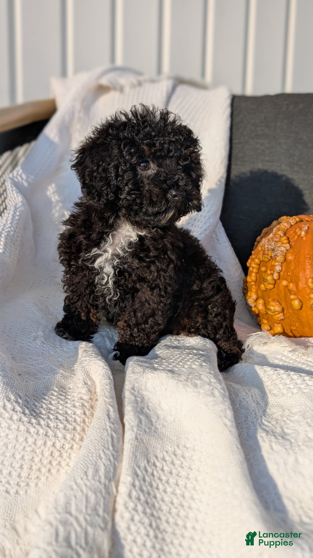 Yogi for sale in Goshen Lancaster Puppies