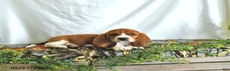 Basset Hound dogs for sale: Dexter - Ad 4