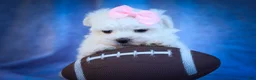 Maltese dogs for sale: Maribel🌸 - Ad 9