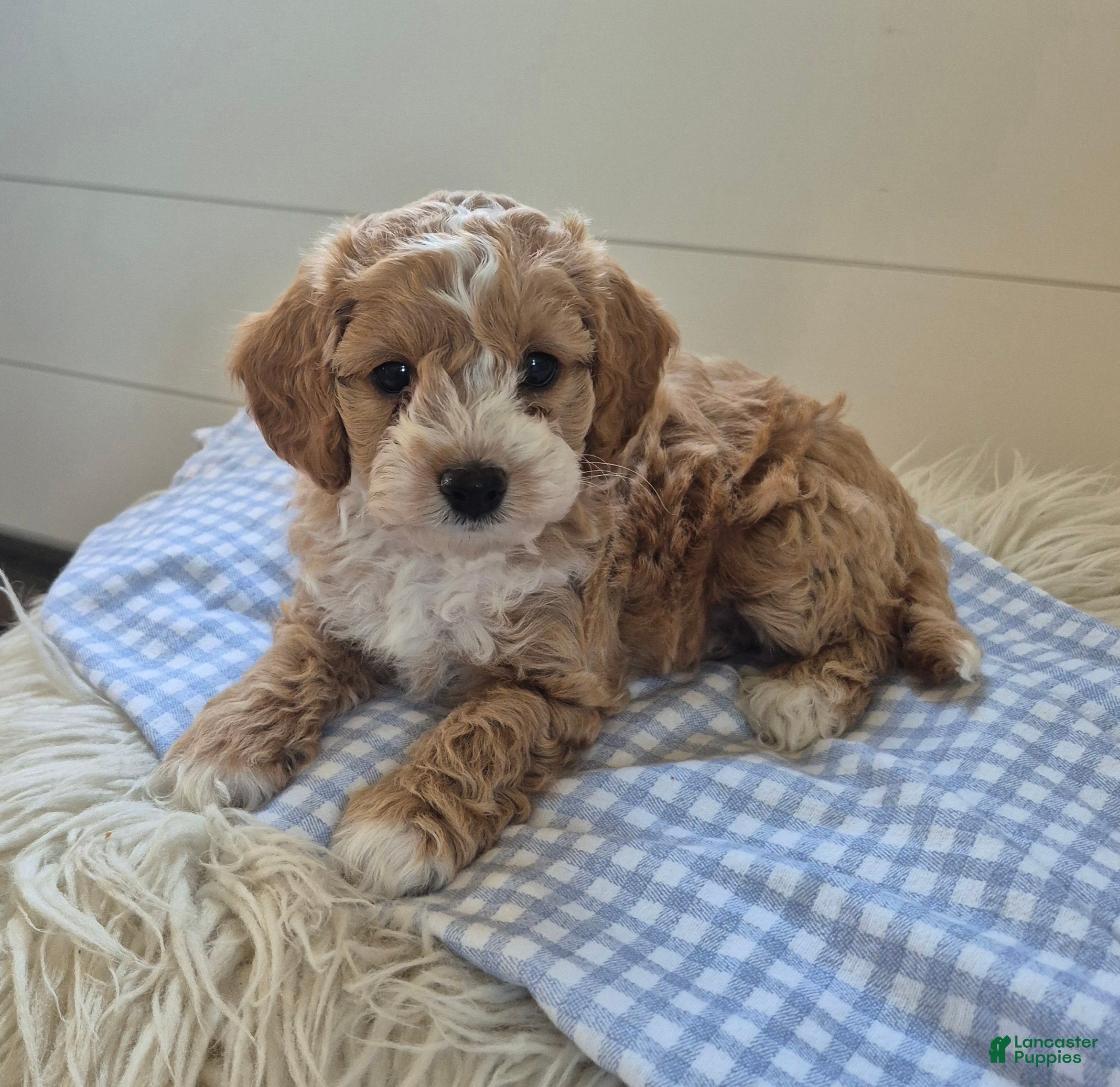 Cockapoo dogs for sale: Theo - Ad 1
