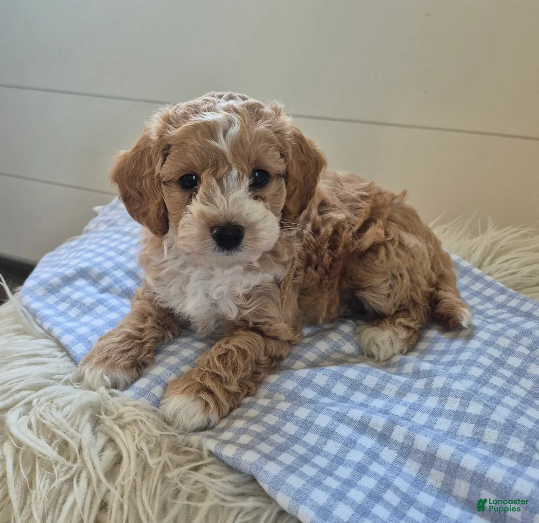 Cockapoo dogs for sale: Theo - Ad 1